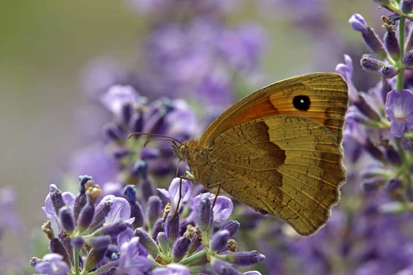 Duży Wół Oko Maniola Jurtinia Lawendzie Lavandula Angustifolia — Zdjęcie stockowe