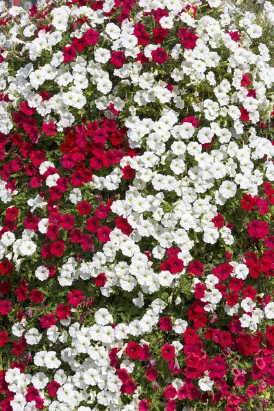 Composición Flores Petunia Rojas Blancas Fondo Natural —  Fotos de Stock