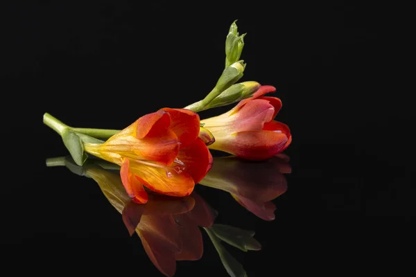 Blumen Der Schönen Roten Freesie Isoliert Auf Schwarzem Hintergrund Reflexion — Stockfoto