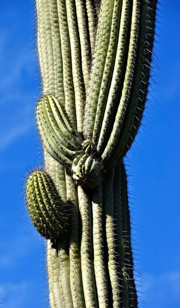 Közel Kaktuszhoz Sivatagban — Stock Fotó