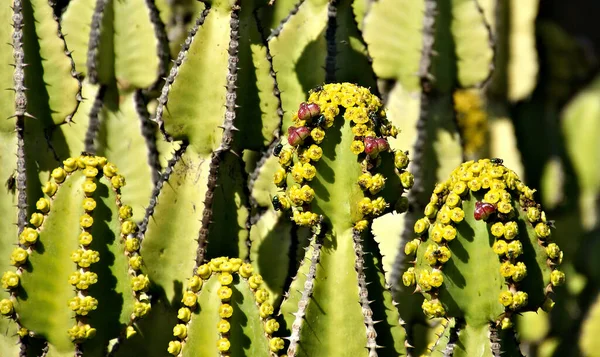 Tropische Exotische Pflanzen Naturflora — Stockfoto