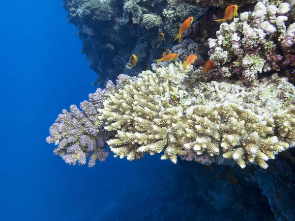 Färgglada Korallrev Undersidan Tropiska Havet Undervattenslandskap — Stockfoto