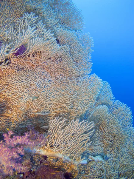Coral Reef Gorgonian Bottom Tropical Sea Underwater Landscape — Stock Photo, Image