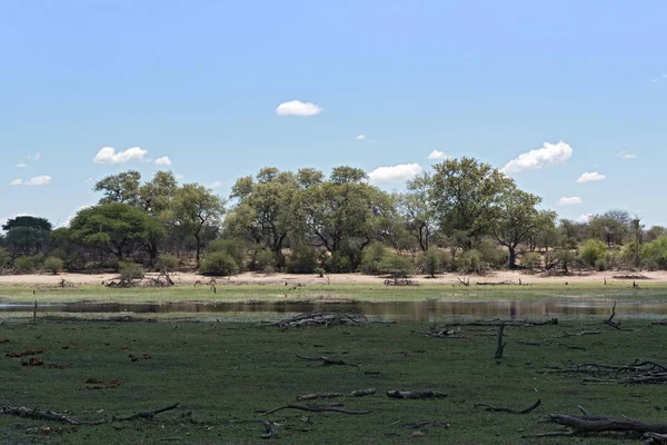 Paisaje Río Boteti Parque Nacional Makgadikgadi Botswana África —  Fotos de Stock