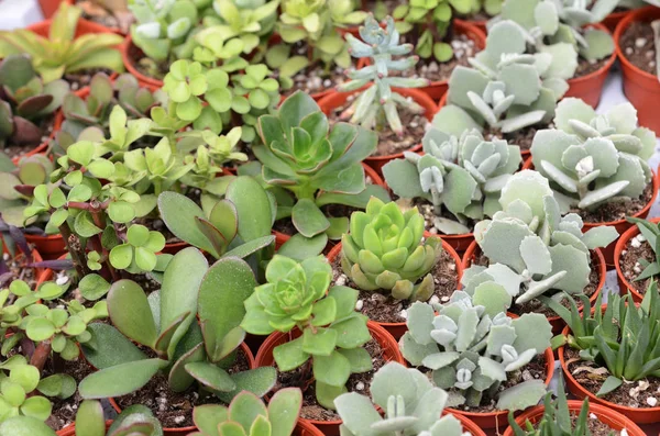 Detailní Záběr Kaktusy Sukulentní Rostliny Stůl — Stock fotografie