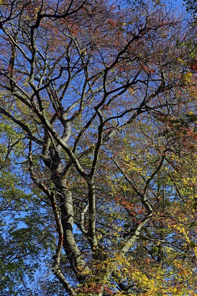 Casada Fagus Sylvatica Haya Roja Otoño — Foto de Stock