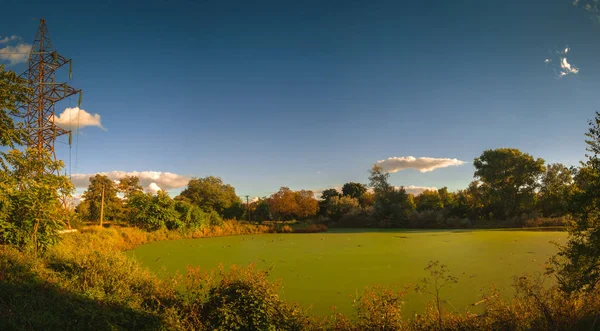 Панорамний Вид Старий Брудний Зелений Ставок Покритий Каченятами Брудом Літній — стокове фото