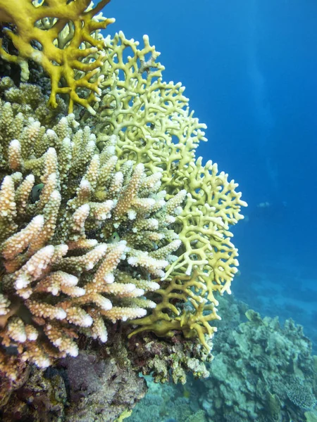 Färgglada Korallrev Botten Tropiska Hav Stor Brand Korall Undervattens Landskap — Stockfoto