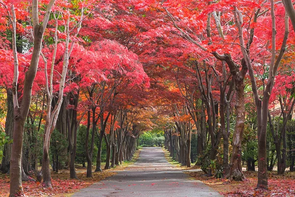 Cette Photo Été Prise Hiraoka Tree Art Center Sapporo Hokkaido — Photo