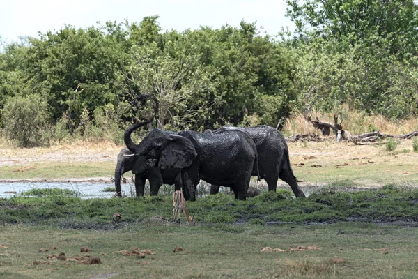 Groupe Éléphants Prenant Bain Buvant Dans Trou Eau Dans Réserve — Photo