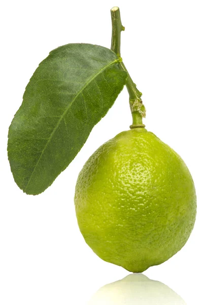 Zitronenfrucht Auf Dem Zweig Mit Einem Grünen Blatt Auf Weißem — Stockfoto