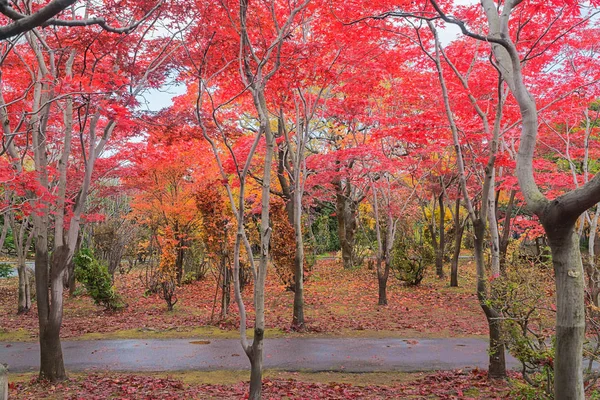 Dieses Foto Wurde Vom Hiraoka Tree Art Center Sapporo Hokkaido — Stockfoto