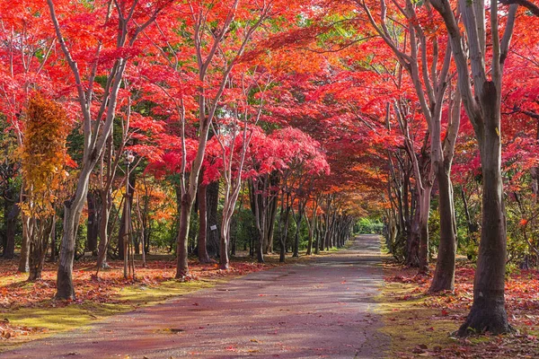 This photo was shot from Hiraoka Tree Art Center in Sapporo, Hokkaido, Japan. All trees change color from green to red in autumn before coming winter. This place is one of popular for tourist attraction in Sapporo.