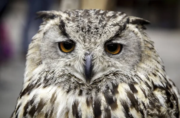 王室のフクロウ野生の鳥の詳細鳥 — ストック写真