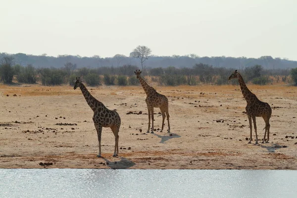 Zsiráfok Afrikai Szavannában — Stock Fotó