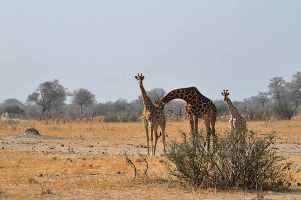 Afrika Bozkırlarındaki Zürafalar — Stok fotoğraf