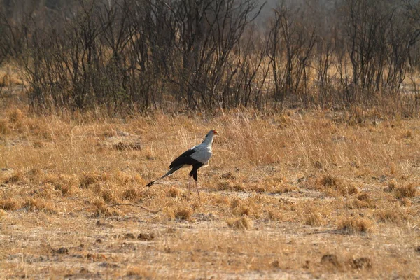 Secretary Bird Afrykańskiej Sawanny — Zdjęcie stockowe