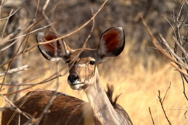 Grande Kudu Savana — Fotografia de Stock