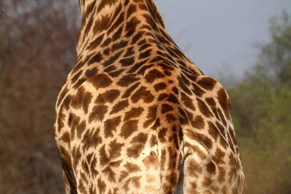 Żyrafy Afrykańskiej Sawannie — Zdjęcie stockowe