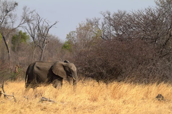 Elefantes Savana Zimbabué — Fotografia de Stock