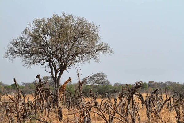 Djurvärld Giraffer Vilda Djur Växter Och Djur — Stockfoto
