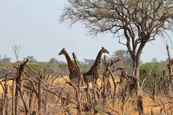 Dierenwereld Giraffen Het Wild Flora Fauna — Stockfoto