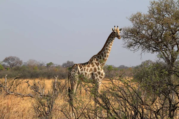 Животный Мир Жирафы Дикой Природы Флоры Фауны — стоковое фото