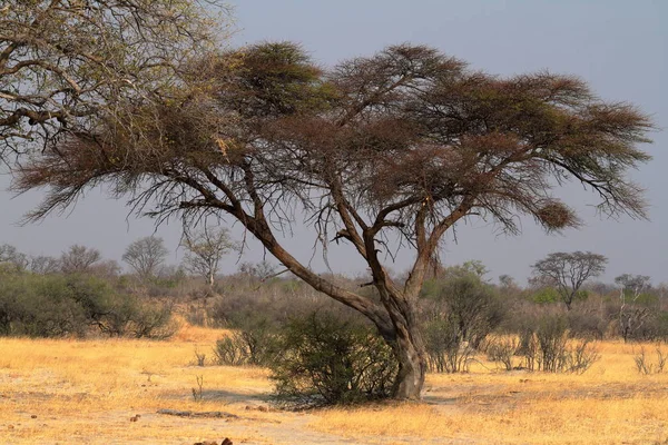 Savana Nell Africa Australe — Foto Stock