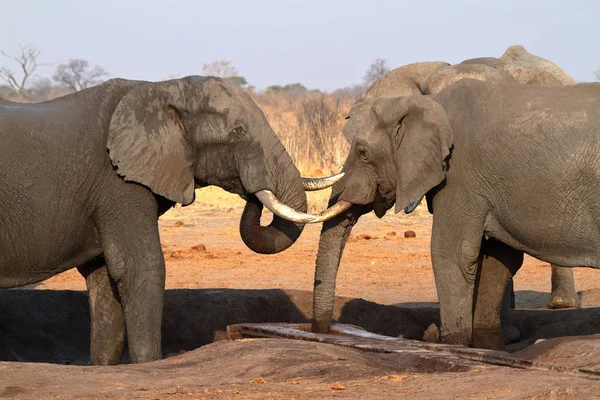 Elefantes Sabana Zimbabue — Foto de Stock