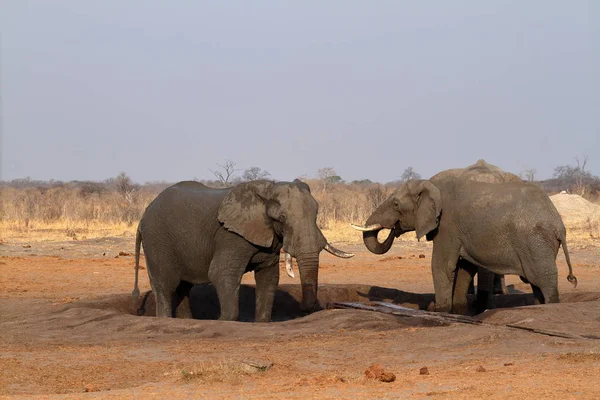 Elefantes Sabana Zimbabue — Foto de Stock