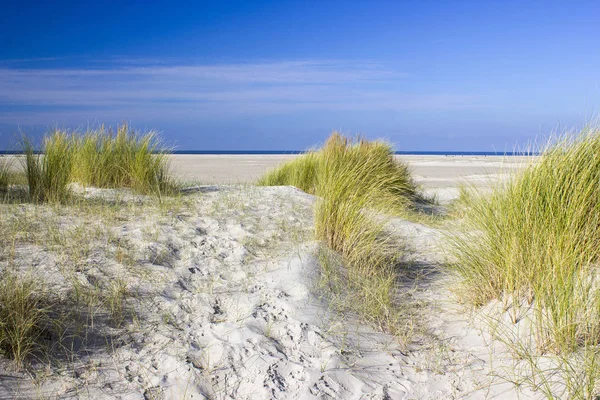 Αμμόλοφοι Renesse Zeeland Ολλανδία — Φωτογραφία Αρχείου