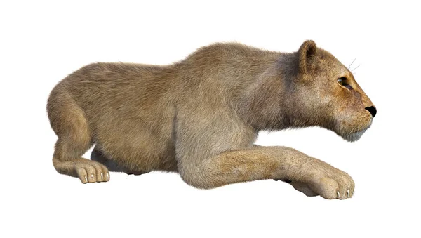 Απόδοση Θηλυκού Λιονταριού Που Απομονώνεται Λευκό Φόντο — Φωτογραφία Αρχείου