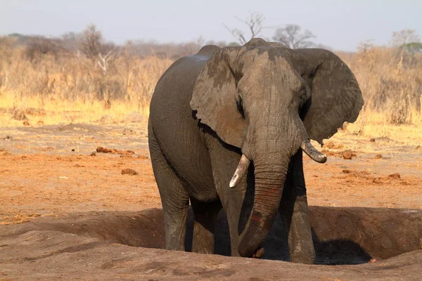 Ελέφαντες Στη Σαβάνα Της Ζιμπάμπουε — Φωτογραφία Αρχείου