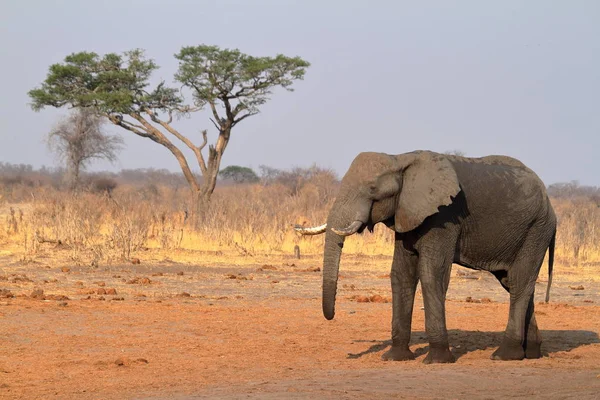 Elefanter Savannen Zimbabwe — Stockfoto