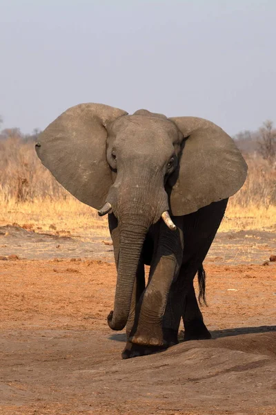 Elefanten Der Savanne Von Simbabwe — Stockfoto