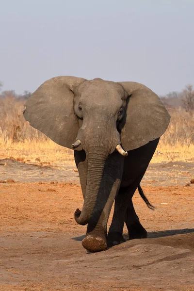 Ελέφαντες Στη Σαβάνα Της Ζιμπάμπουε — Φωτογραφία Αρχείου
