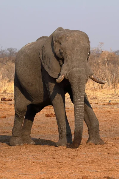 Elefantes Savana Zimbabué — Fotografia de Stock