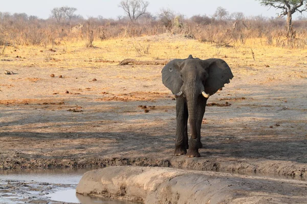 Elefanter Savannen Zimbabwe — Stockfoto