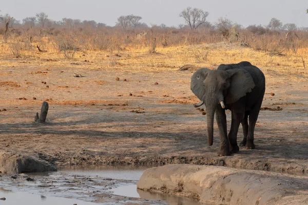 Elefanter Savannen Zimbabwe — Stockfoto