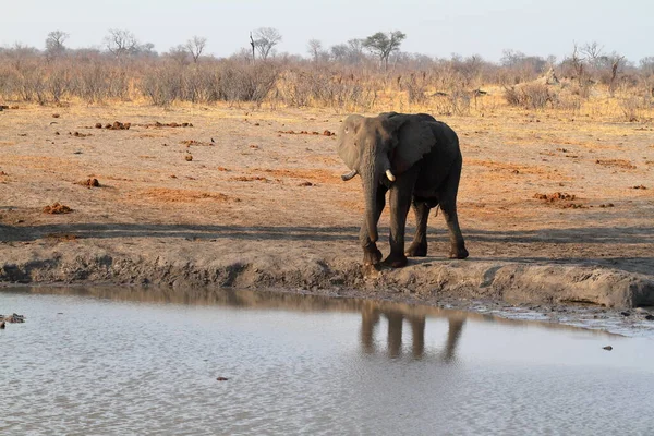 Elefantes Sabana Zimbabue —  Fotos de Stock