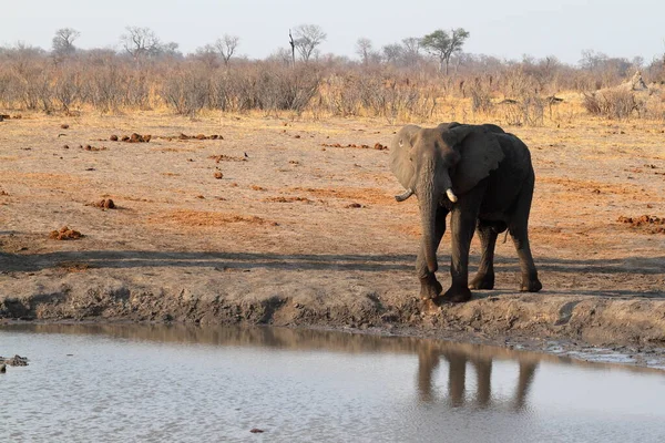 Elefantes Sabana Zimbabue —  Fotos de Stock