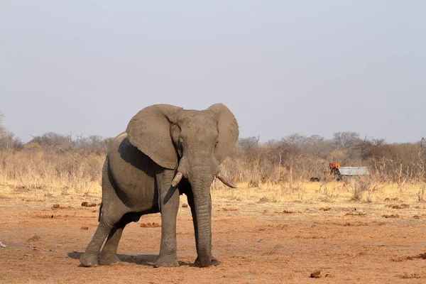 Elefantes Sabana Zimbabue — Foto de Stock