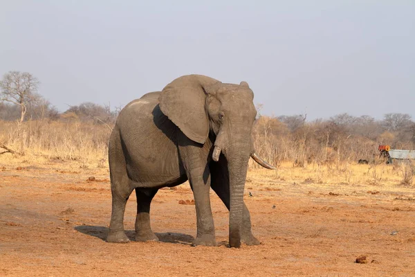 Elefantes Sabana Zimbabue — Foto de Stock