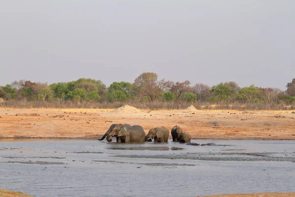 Elefantes Savana Zimbabué — Fotografia de Stock