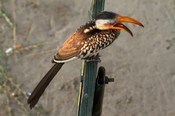 Hornbill Eller Yellowbilled Hornbill Savannen — Stockfoto