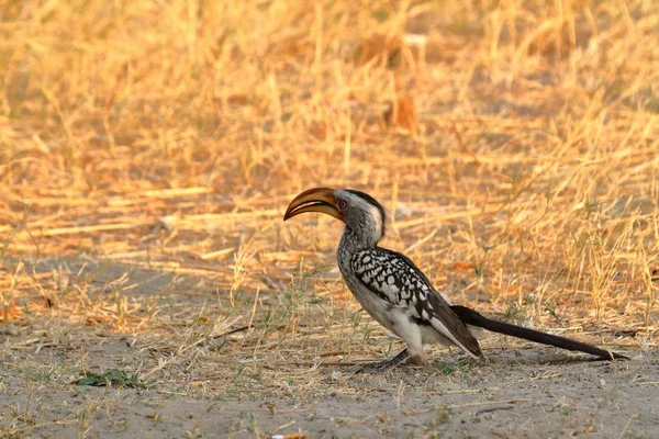 Hornbill Yellowbilled Hornbill Savannah — Stock Photo, Image