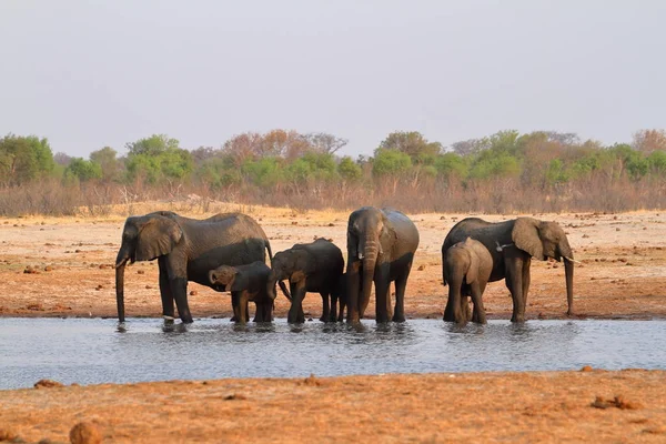 Elefantes Sabana Zimbabue — Foto de Stock