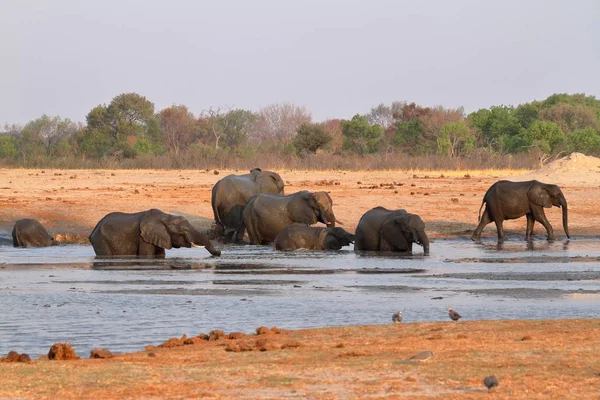 Elefanti Nella Savana Dello Zimbabwe — Foto Stock