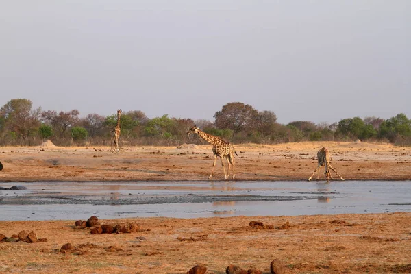 Girafas Savana Africana — Fotografia de Stock