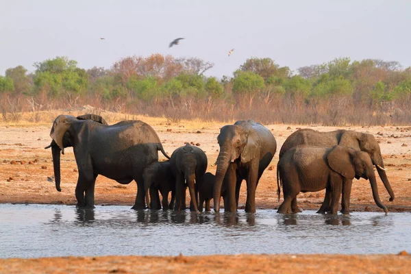 Zimbabwe Savanındaki Filler — Stok fotoğraf